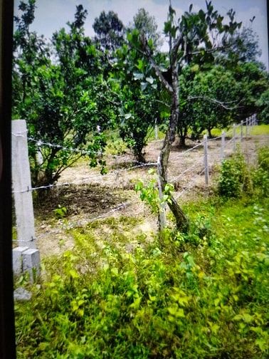 Chính chủ cần bán đất không dính quy hoạch 