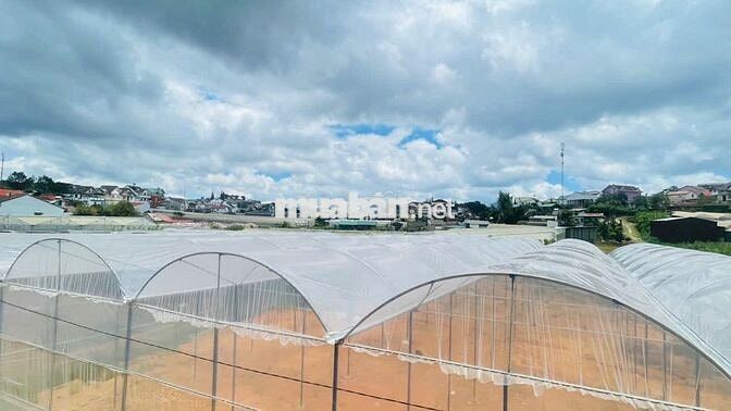 🌸 bán nhà 2 mặt tiền, 200m2 full thổ cư– Trung tâm Đà Lạt mộng mơ 🌸