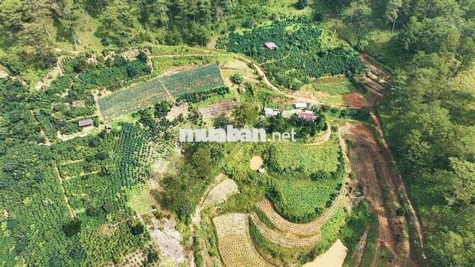 cần bán gấp lô đất xây biệt phủ phường xuân trường