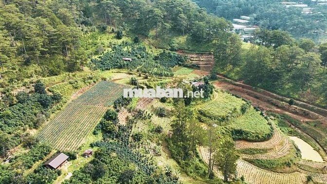 cần bán gấp lô đất xây biệt phủ phường xuân trường
