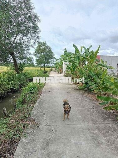 đất nền ngay tt thị trấn đức hoà shr giá 670tr