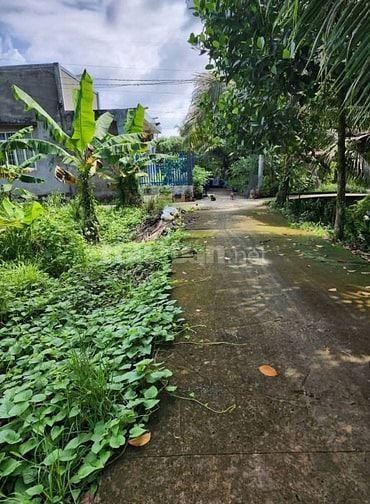Bán nhà đất trồng cây lâu năm ( dừa ) thị trấn Châu Thành Bến Tre 