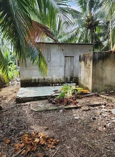 Bán nhà đất trồng cây lâu năm ( dừa ) thị trấn Châu Thành Bến Tre 