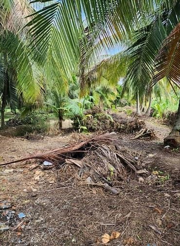 Bán nhà đất trồng cây lâu năm ( dừa ) thị trấn Châu Thành Bến Tre 