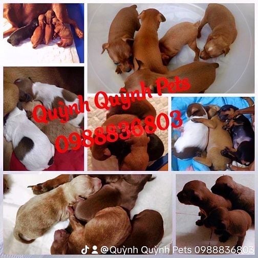 Nhận phối giống fox hươu thuần chủng. 0988836803