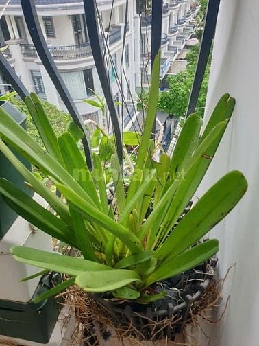 Bán Lan kiếm như hình giá 250K tại vườn nhà,