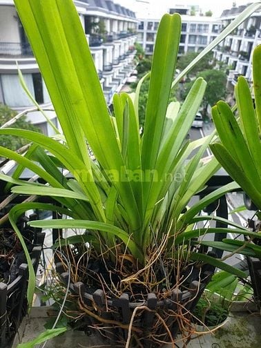 Bán Lan kiếm như hình giá 250K tại vườn nhà,
