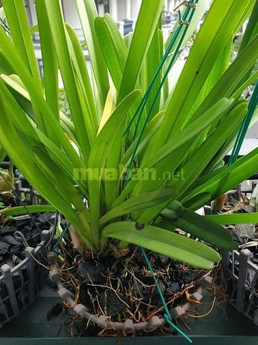 Bán Lan kiếm như hình giá 250K tại vườn nhà,