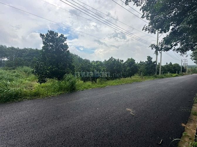 Cần bán gấp vườn mít 2300m2 ngang 60m đất Thành phố Hồ Chí Minh
