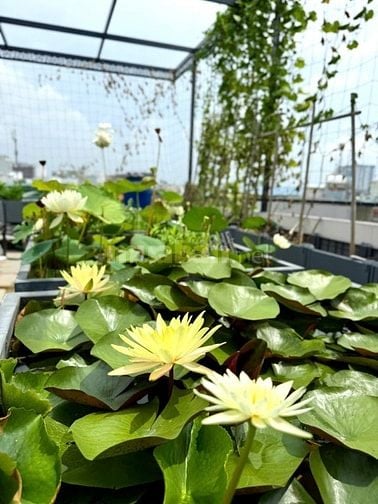 Nhà Đẹp, Ô TÔ, KD Mặt Phố Yên Lạc 91/100m, 7 tầng, mt 4.4m, giá 45 tỷ