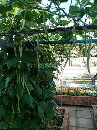 Nhà dt99m2 đúc thật 3 lầu ST HXT 6m Phan Huy ích, P15, Q. Tân Bình