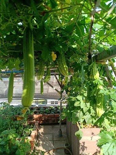 Nhà dt99m2 đúc thật 3 lầu ST HXT 6m Phan Huy ích, P15, Q. Tân Bình