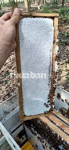 Bán Ong Giống, thùng ong mật giống
