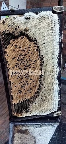 Bán Ong Giống, thùng ong mật giống