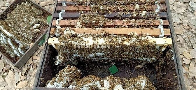 Bán Ong Giống, thùng ong mật giống