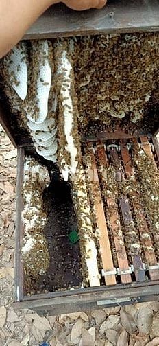 Bán Ong Giống, thùng ong mật giống