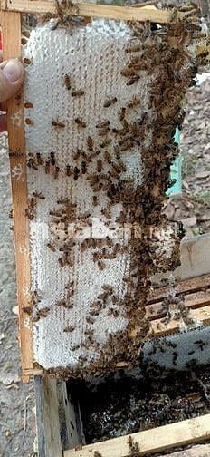 Bán Ong Giống, thùng ong mật giống