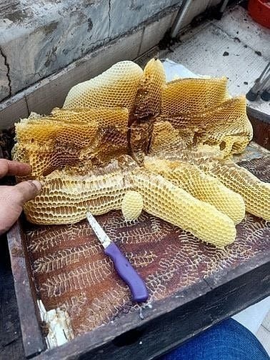 Bán Ong Giống, thùng ong mật giống