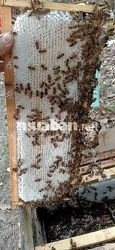 Bán Ong Giống, thùng ong mật giống