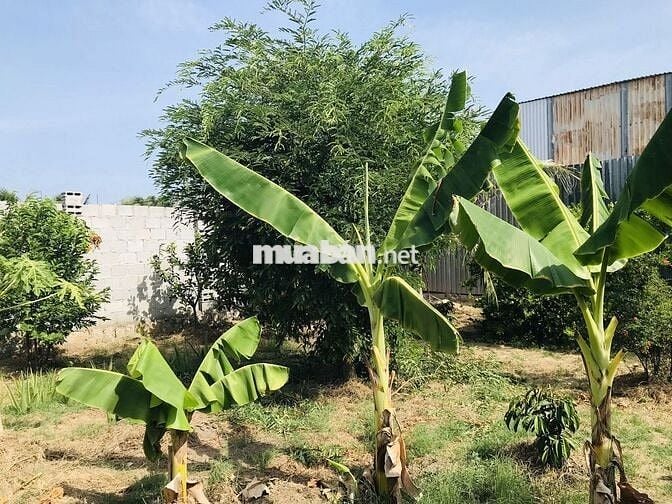 BÁN NHÀ LONG BÌNH CHÍNH CHỦ BAO SỔ LÊN THỔ 100M2