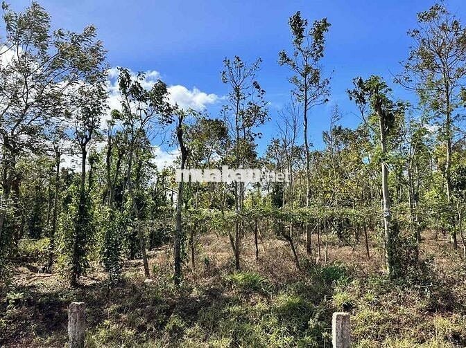 124m2 đất thổ cư đường nhựa quy hoạch 12m