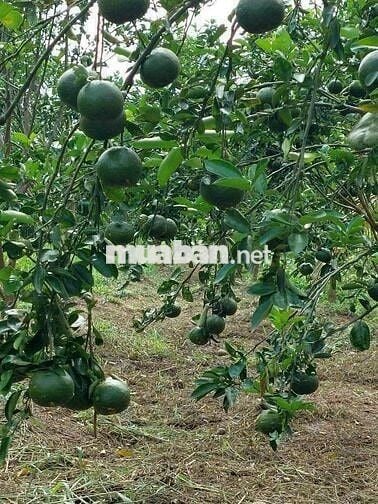 🌳 BÁN GẤP VƯỜN CAM SÀNH 18.468 CÔNG – VỊ TRÍ ĐẸP, GIÁ SIÊU HỜI 🌳