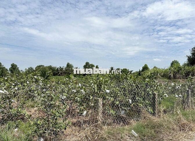 500m2 Vườn View sông, 499 Triệu, Xe Hơi Vào đất. Sổ Sẵn