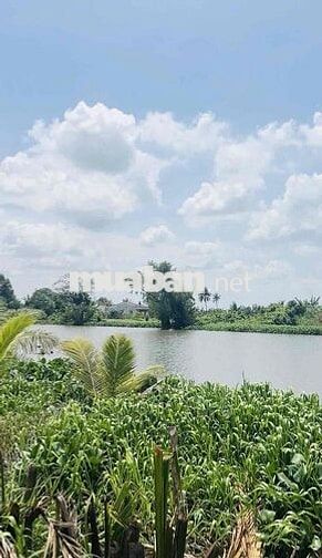 500m2 Vườn View sông, 499 Triệu, Xe Hơi Vào đất. Sổ Sẵn