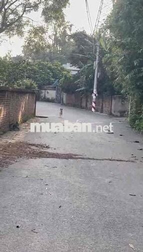 Chính Chủ Bán 7000m2 Đất Thổ Cư