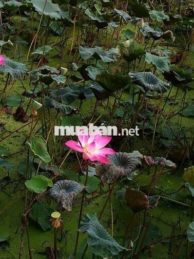 Tôi chính chủ cần bán lô đất full thổ cư huong chính nam xã ANT