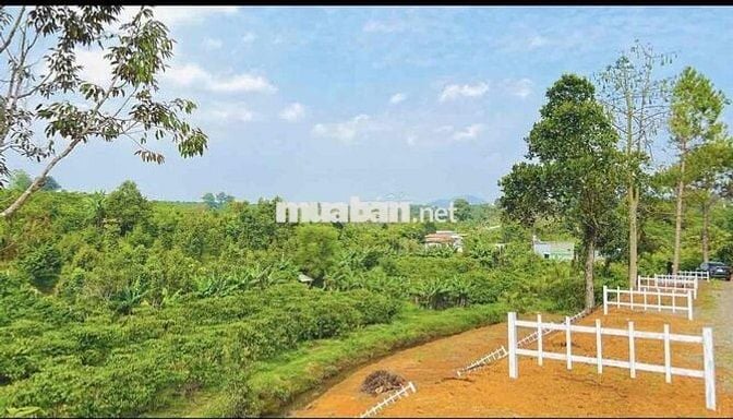 Ngộp nặng cần bán lỗ gấp lô 888m2 giá 339tr view suối cực đẹp
