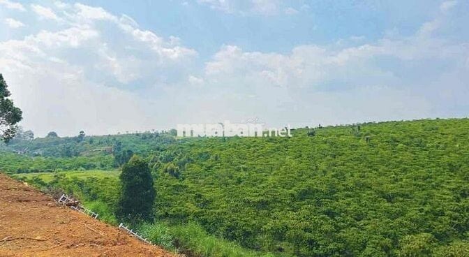 Ngộp nặng cần bán lỗ gấp lô 888m2 giá 339tr view suối cực đẹp