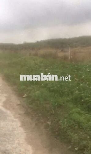 1,5 mẫu 2 mặt tiền đường nhựa. Ngay gần cổng KCN Phước Đông. 40tr (1m)