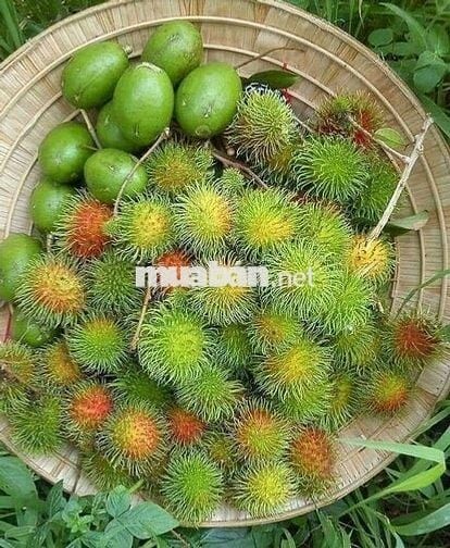 BÁN NHÀ VƯỜN 3800m² – CÓ 300m² THỔ CƯ – VƯỜN TRÁI CÂY THU HOẠCH