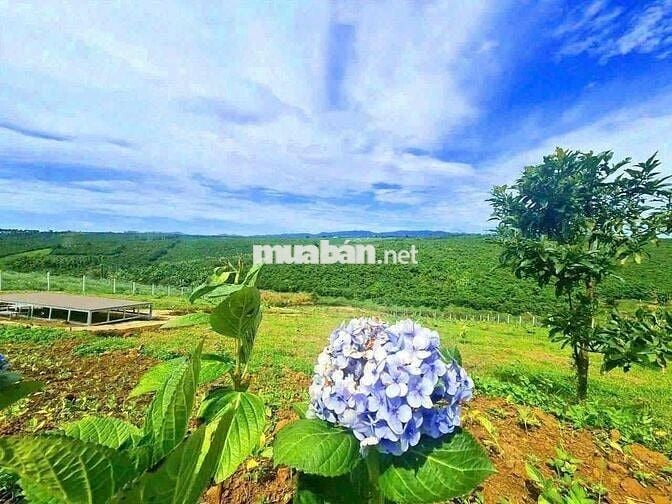 Ngộp nặng cần bán lỗ gấp lô 888m2 giá 339tr view suối cực đẹp