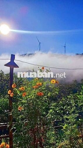 🌿 CHO THUÊ NHÀ NGUYÊN CĂN VIEW ĐỒI QUẠT GIÓ – CẦU ĐẤT, ĐÀ LẠT 🌿