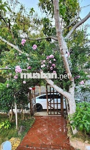 🌿 CHO THUÊ NHÀ NGUYÊN CĂN VIEW ĐỒI QUẠT GIÓ – CẦU ĐẤT, ĐÀ LẠT 🌿