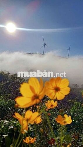 🌿 CHO THUÊ NHÀ NGUYÊN CĂN VIEW ĐỒI QUẠT GIÓ – CẦU ĐẤT, ĐÀ LẠT 🌿