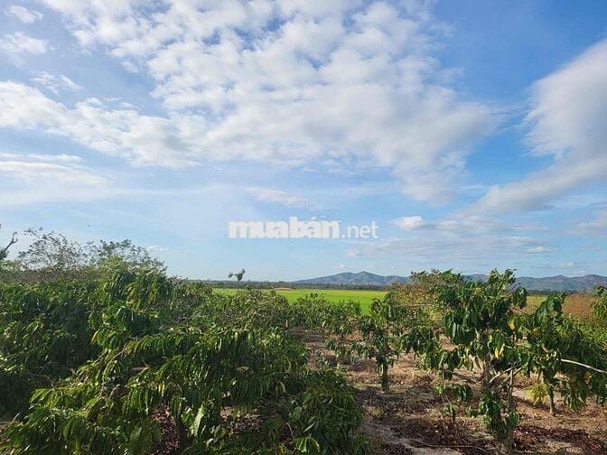 Đất sổ đỏ 900m2 sát bên Buôn Mê Thuột