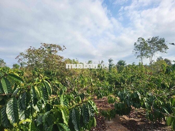 Đất sổ đỏ 900m2 sát bên Buôn Mê Thuột