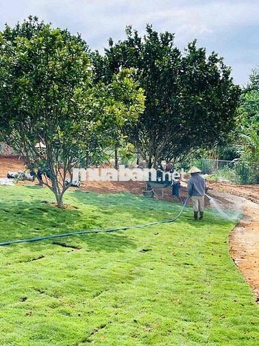 BÁN LÔ ĐẤT MẶT TIỀN TRẦN ĐẠI NGHĨA, PHƯỜNG LÂM VIÊN - ĐÀ LẠT
