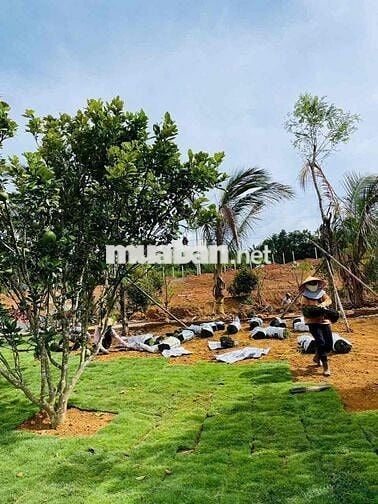BÁN LÔ ĐẤT MẶT TIỀN TRẦN ĐẠI NGHĨA, PHƯỜNG LÂM VIÊN - ĐÀ LẠT
