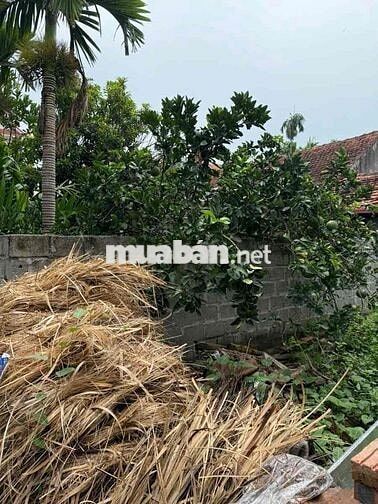 RẺ! TẦM 4 TỶ CÓ THỬA ĐẤT ĐẸP VANH PHÚC,T/TRÌ-30M OTO TRÁNH-68M; MT4M