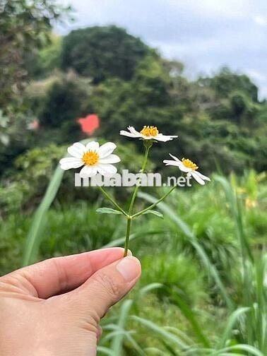 GIẢM SÂU 550TR ĐẤT NGHỈ DƯỠNG CÓ SUỐI TỰ NHIÊN