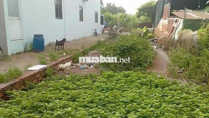 đất đẹp giá rẻ bất ngờ Đ. huỳnh thị mài , hóc môn 100m2