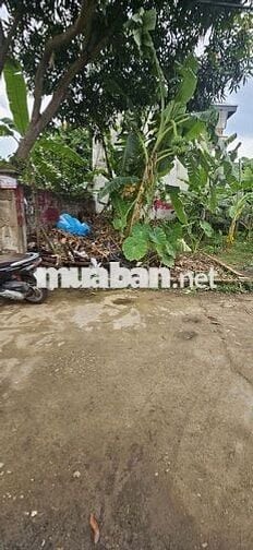 🌾🌾Đất đẹp 52m2 Ninh Nội, Tân Dân Ngõ Thông, Ô Tô 🚘 vào đất, gần QL2A
