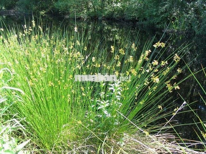 ÁN LÔ ĐẤT NGHỈ DƯỠNG TUYỆT ĐẸP – VIEW SUỐI – CÁCH QL20 CHỈ 500M