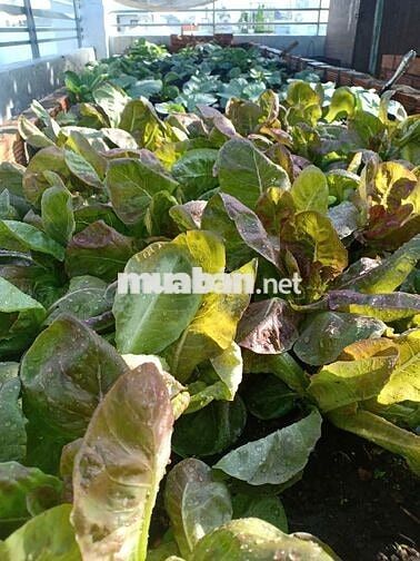 Nhà dt99m2 đúc thật 3 lầu ST HXT 6m Phan Huy ích, P15, Q. Tân Bình