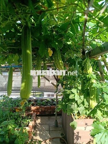 Nhà dt99m2 đúc thật 3 lầu ST HXT 6m Phan Huy ích, P15, Q. Tân Bình