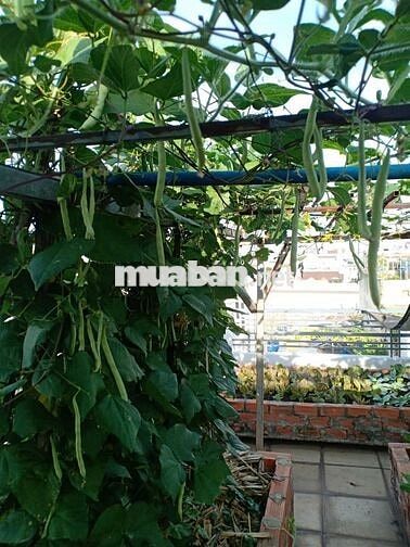 Nhà dt99m2 đúc thật 3 lầu ST HXT 6m Phan Huy ích, P15, Q. Tân Bình